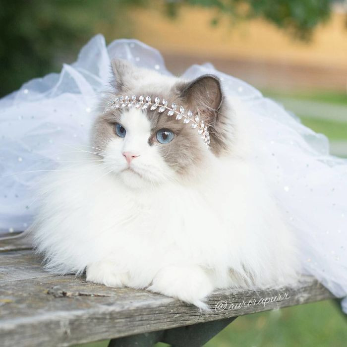 Theo thông tin đăng tải, Aurora thuộc giống mèo Ragdoll, một giống mèo với đôi mắt màu xanh dương và bộ lông hai màu tương phản đặc trưng. Ragdoll là giống mèo to lớn, có cơ bắp rắn chắc và bộ lông dài mềm mại.