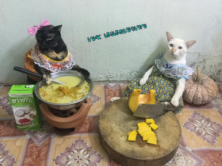 Những cô mèo đảm đang và màn hướng dẫn nấu sữa bí đỏ đầy háo hức.