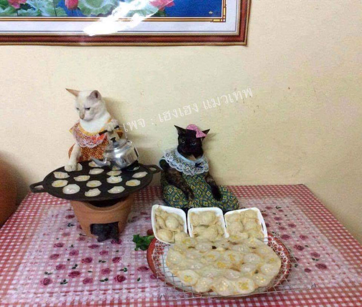 Trong loạt ảnh này, những con mèo ăn mặc như con người, nấu ăn, giặt giũ, massage, tắm rửa, yêu đương không khác gì loài người.