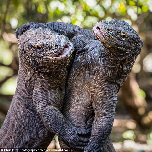 Rồng Komodo, tên khoa học là Varanus komodoensis, là một loài thằn lằn lớn được tìm thấy ở đảo Komodo, Rinca, Flores, Gili Motang, và Padar, Indonesia. Nó là thành viên của Họ Kỳ đà (Varanidae), và là loài thằn lằn lớn nhất còn sinh tồn, chiều dài tối đa 3 mét. (Nguồn Dailymail)
