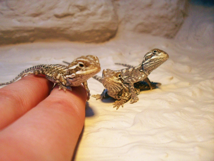 Rồng Australia, tên khoa học là Pogona barbata - Pogona vitticeps cũng là một trong những loài thú cưng hiếm lạ được dân chơi thú cảnh Việt Nam săn lùng do dễ nuôi, thân thiện và độc đáo.