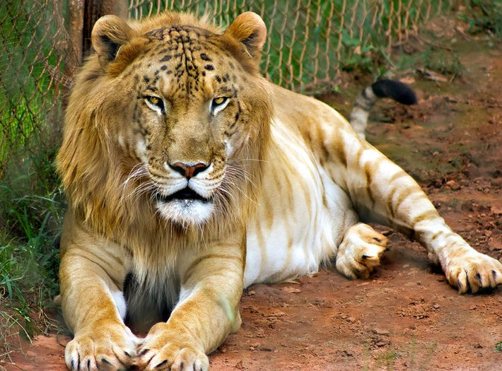 Con lai giữa bố hổ, mẹ sư tử được gọi là Tigon (hổ sư). Tigon thường có kích thướng nhỏ hơn bố mẹ, số lượng ít hơn so với Liger.