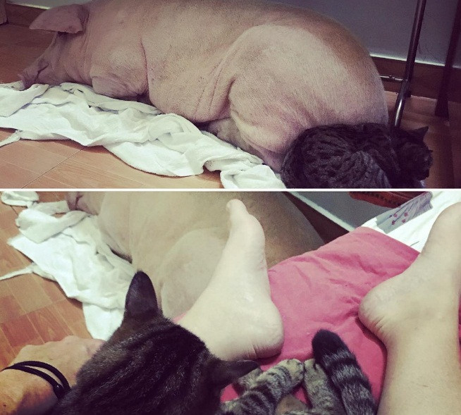 Meow rất yêu thương và quan tâm đến Jullian. Ngược lại, Jullian cũng rất chiều chuộng Meow và còn yêu thương, đối tốt cả với những đồng loại khác của Meow. Hiện cả hai đang sống cùng nhà với khoảng 50 vật nuôi khác tại miền Trung Việt Nam.