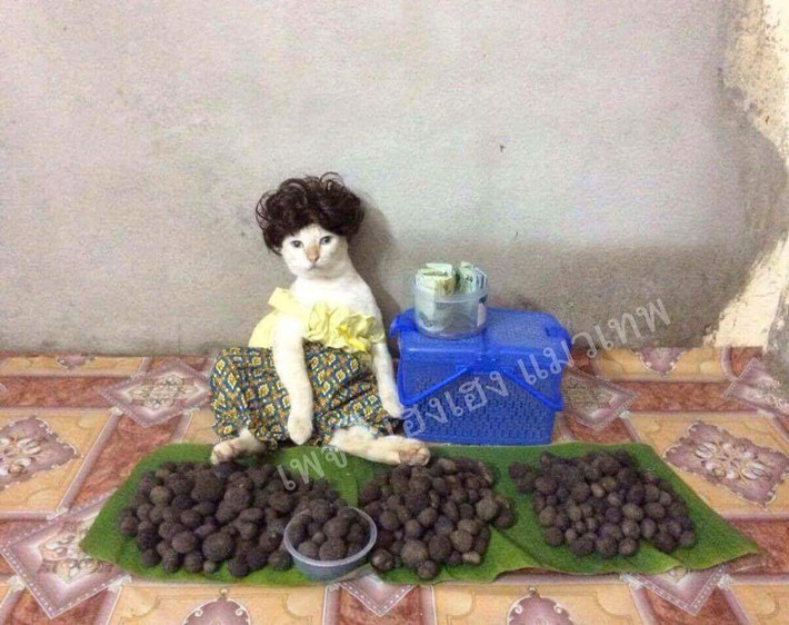 Không chỉ có nấu ăn, những con mèo còn biết đi chợ, bán hàng như con người.