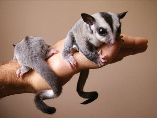 Sóc bay Australia, tên khoa học là Sugar glider là một trong những loài thú cưng nhập ngoại được yêu thích nhất bởi vẻ đáng yêu hiếm có khó tìm của mình. Kích thước nhỏ nhắn, xinh xắn có để đậu trên ngón tay. Hình dáng giống sóc nhưng lại có khả năng bay lượn trong không khí như chim, loài sóc bay Australia hút hồn giới chơi thú cảnh dễ dàng.