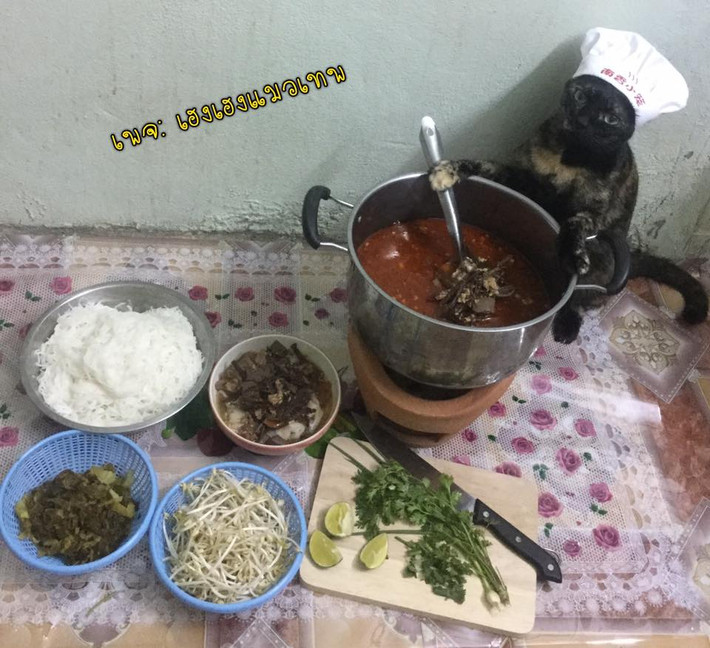 Đầu bếp mèo chuẩn bị bữa ăn vừa ngon vừa giàu dinh dưỡng.