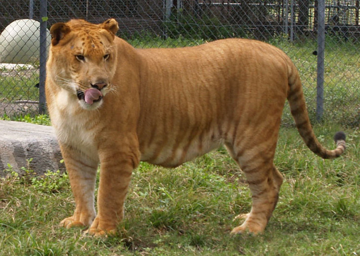 Con lai giữa bố sư tử, mẹ hổ được gọi là Liger (sư hổ). Những con sư hổ thường lớn hơn bố mẹ, thích bơi lội như loài hổ, đồng thời cũng có cuộc sống bầy đàn như sư tử.