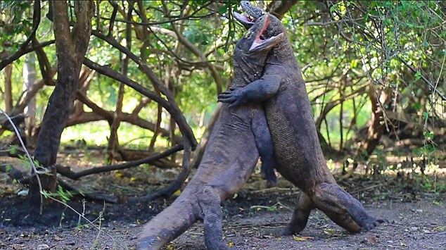 Tuy vậy, màn "chơi bẩn" dùng độc của nó không thành công, trận chiến kéo dài hơn nửa tiếng bởi cả hai đối thủ đều cân sức cân tài, không con nào hoàn toàn chiếm được thế thượng phong. (Nguồn Dailymail)
