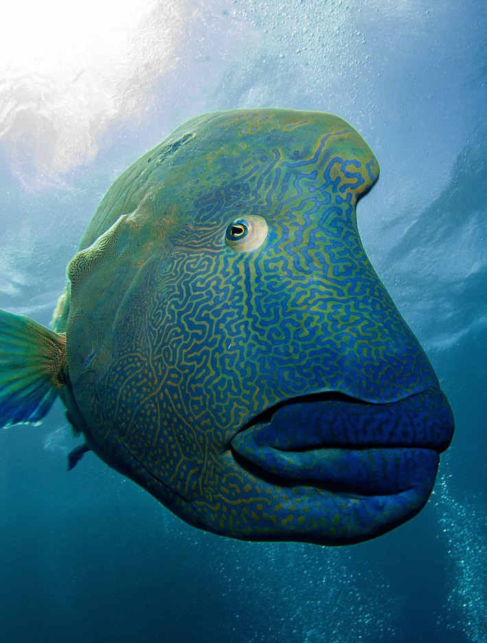 Wally là cá Napoleon Wrasse hay cá bàng chài vân sóng, còn gọi là cá mó đầu khum, tên khoa học là Cheilinus undulatus, một loài cá thuộc họ Cá bàng chài. Loài cá này được tìm thấy chủ yếu trong các rạn san hô ở khu vực Ấn Độ-Thái Bình Dương. (Nguồn Dailymail)