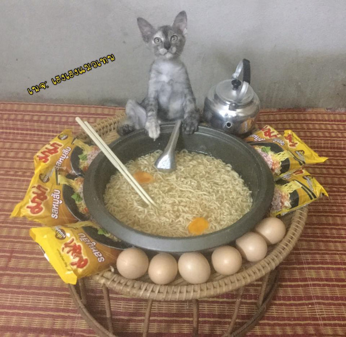 Khi nghe tin bạn đến chơi, mèo con quyết định nấu thật nhiều mỳ tôm trứng đãi bạn.