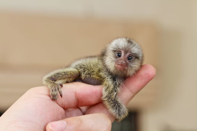 Mặc dù vậy, do vẻ đáng yêu, kích thước nhỏ nhắn đặc biệt, loài khỉ Marmoset vẫn rất được lòng những dân chơi thú cưng độc lạ. Tại Việt Nam, loài này được nhập và bán với giá "trên trời" từ 8.000-10.000 USD/con.