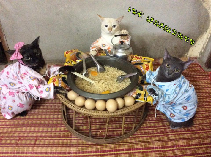 Bữa ăn ấm cúng, giản dị của những con mèo siêu đáng yêu.