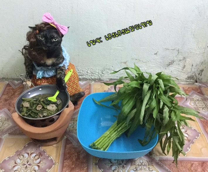 Một cô mèo trổ tài nấu nướng.