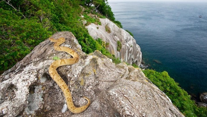 Ilha de Queimada Grande còn được gọi đảo Rắn nằm ở ngoài khởi bờ biển Brazil. Đây là một trong những hòn đảo cực nguy hiểm nên cấm con người đặt chân đến.