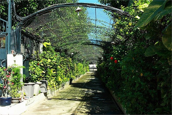 Vườn xanh bao phủ không gian xung quanh nhà. Đây được xem là một trong những biệt thự nhà vườn đắt giá và đáng mơ ước nhất nhì làng giải trí Việt.