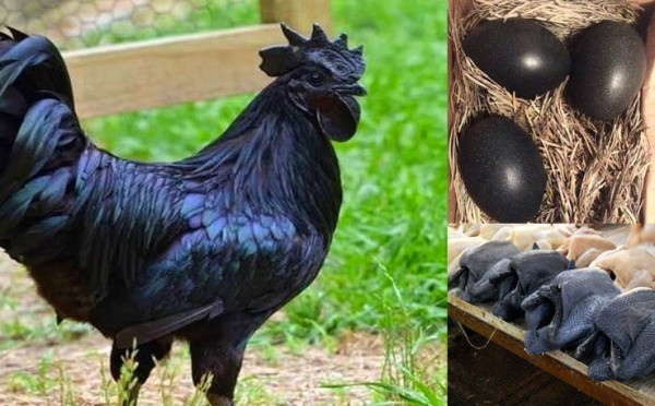 Nó còn đặc biệt tốt cho phụ nữ mang thai, sau sinh trẻ nhỏ và những người cơ thể suy nhược. Ảnh: alwatanvoice.