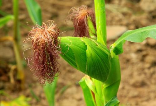 Bài thuốc trị ho từ chóc gai: Chóc gai, mạch môn, bạc hà, râu ngô, huyền sâm sắc lên uống liên tục khoảng 1-2 tuần đến khi khỏi bệnh. Ảnh: Sức khỏe gia đình.