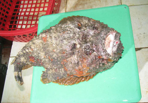 Cá mặt quỷ có tên tiếng Anh là Stonefish, thuộc họ cá mao quỷ Synanceiidae trong bộ cá mù làn Scorpaeniformes. Có ít nhất tám loài cá mặt quỷ được biết đến có độc tố dưới dạng nọc độc, trong đó loài cá mặt quỷ Synanceia verrucosa và loài cá mao quỷ S.horrida lại rất phổ biến ở VN. Ảnh: Ngoisao.