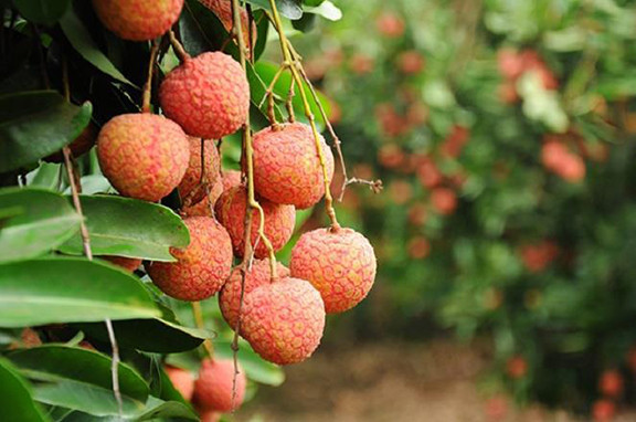 Cần lựa chọn nguyên liệu làm mặt nạ an toàn, không có chất bảo quản vì nếu vải hoặc chuối có quá nhiều chất bảo quản cũng sẽ gây ra những tác dụng ngược trở lại cho da và thậm chí là ảnh hưởng đến sức khỏe. Ảnh: Vải thiều thanh hà.