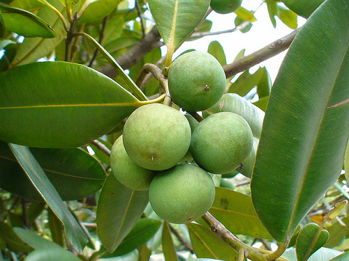 Theo đông y, nhựa cây mù u có tính lạnh, vị mặn nên có thể dùng để giải độc, gây nôn, trị đầy hơi chướng bụng. Ảnh: Tinh dầu Loda.