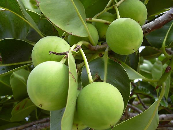 Cây mù u thuộc họ măng cụt được trồng nhiều ở nước ta với mục đích làm cây bóng mát, ép dầu để thắp sáng. Bên cạnh đó loại cây này còn được sử dụng để chữa bệnh đặc biệt là mủ cây. Dưới đây là một số bài thuốc hay từ mủ cây mù u bạn nên biết. Ảnh: Thầy thuốc của bạn.