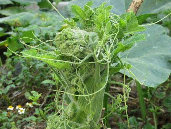 Rau bí đỏ là loại rau giàu dinh dưỡng, có vị ngon độc đáo nên những món ăn từ loại rau này được rất nhiều người yêu thích. Ngoài ra, rau bí đỏ có thể trị được rất nhiều bệnh nên không phải ngẫu nhiên nó được coi là loại "rau toàn năng". Ảnh:Danviet.