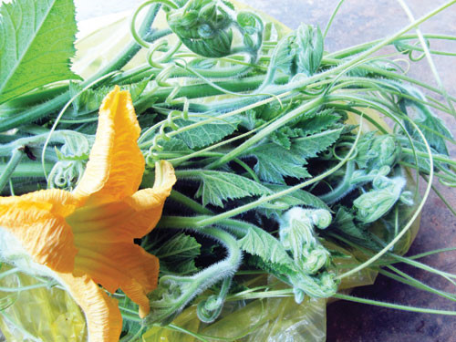 Nước ép ngọn bí đỏ cũng rất tốt cho chị em phụ nữ mắc chứng rối loạn kinh nguyệt, hạ hỏa nên có thể thường xuyên uống loại nước này. Ảnh: Web trẻ thơ.