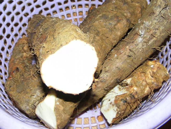 Phụ nữ sau sinh ít sữa hoặc là người mới ốm dậy bị suy nhược cơ thể có thể lấy lạc tươi giã nhỏ đem nấu cháo với củ mài để ăn vào buổi sáng. Kiên trì ăn liên tục trong vài tuần để về sữa và bồi bổ sức khỏe. Ảnh: Tinmoi.