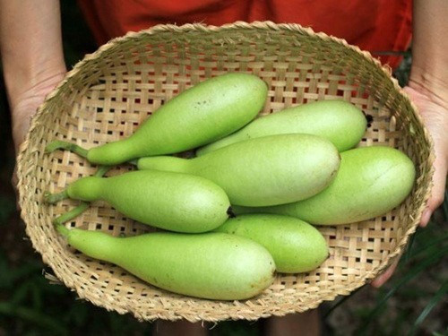 Nước bầu có rất nhiều axit amin có thể giúp bạn giảm đau và hồi phục sức khỏe nhanh hơn. Ảnh: Báo mới.
