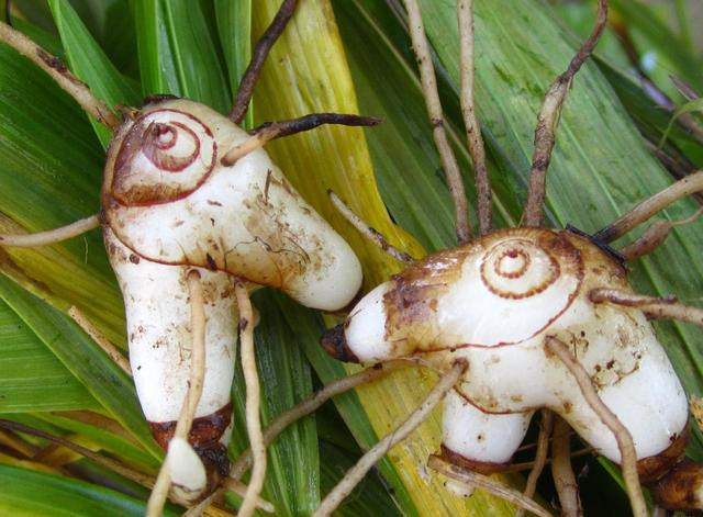 Người xuất huyết dạ dày hoặc phổi: Nên dùng tổ bọ ngựa tán thành bột, kết hợp với vị thuốc bạch cập sắc lấy nước uống chữa bệnh.