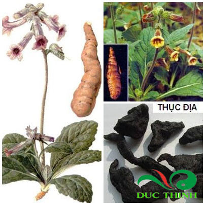 Chị em phụ nữ ra nhiều khí hư kết hơp tổ bọ ngựa, thục địa, thỏ ty tử sắc lên uống. Ảnh: Thảo dược đức thịnh.