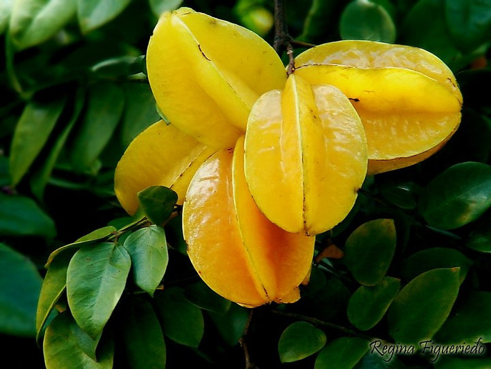 Ngoài lá, hoa và vỏ khế thì quả khế cũng là một trong những nguyên liệu có mặt rất nhiều trong các bài thuốc dân gian Ảnh: Tri thức.