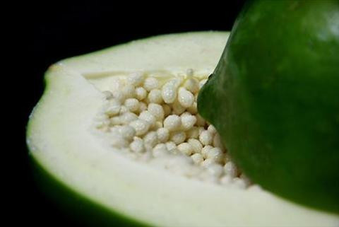 Dưới đây là công thức làm sinh tố đu đủ xanh với sữa giúp tăng size ngực tự nhiên. Chỉ trong 2 tuần là bạn đã thấy sự khác biệt. Ảnh: Chiasemeohay.