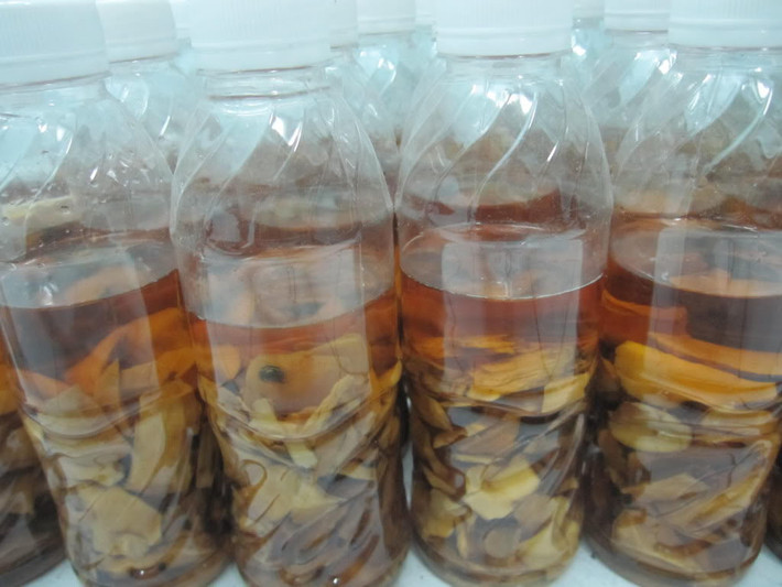 Điều trị các bệnh ở xương khớp với rượu mật nhân hoặc dùng cây mật nhân đun nước uống đều được. Ảnh: Cây mật nhân.