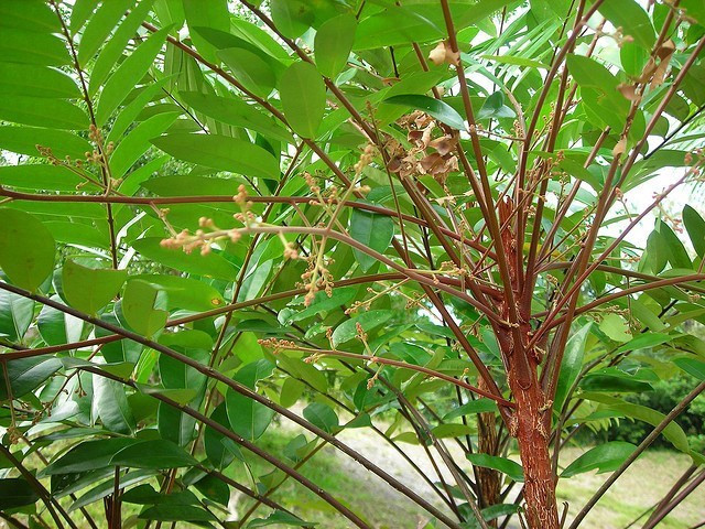 Dưới đây là một số bài thuốc trị bệnh từ cây mật nhân. Ảnh: Tư vấn khỏe.