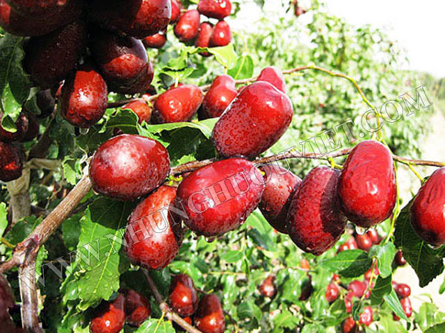 Bên cạnh bài thuốc từ táo đỏ thì món ăn có nguyên liệu từ táo đỏ cũng rất được ưa chuộng. Ảnh: Tư vấn khỏe.