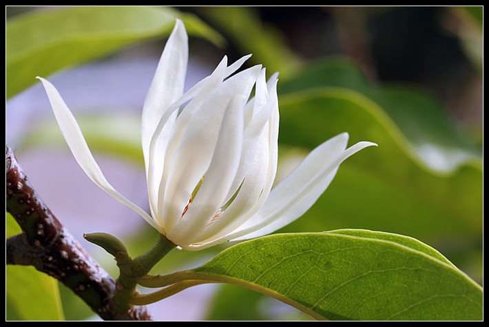 Hoa ngọc Lan: theo y học cổ truyền hoa ngọc lan có tính cay, đắng, có thể dùng để trị các chứng bệnh huyết áp, chướng bụng, đầy hơi, buồn nôn… Ảnh: hoa tươi sài gòn.