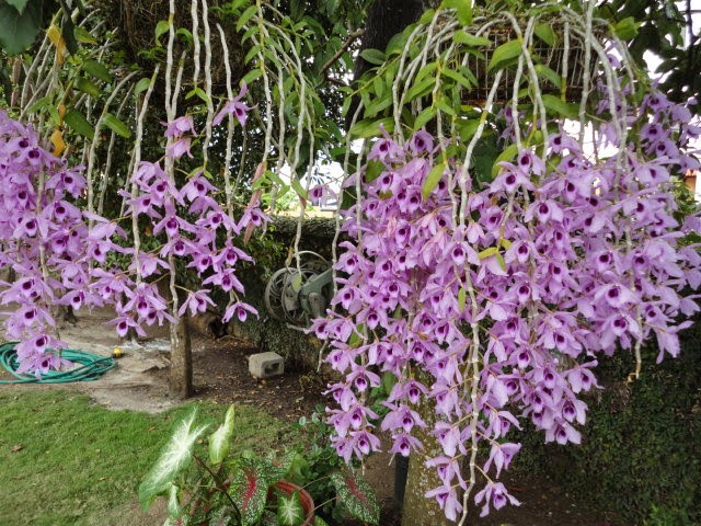 Lan Phi Diệp: Loài lan này còn có rất nhiều tên gọi khác nhau như: phi điệp, hoàng thảo đùi gà, huỳnh thảo… Y học cổ truyền lại gọi lan phi diệp với tên thuốc là kẹp thảo hay thạch hộc. Ảnh: Phong Lan Rừng.