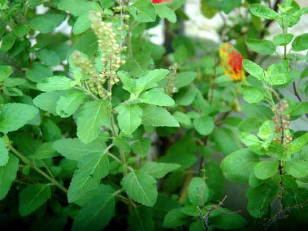 Lá hương nhu cai thuốc: Lá hương nhu có chứa những thành phần giúp giảm ham muốn sử dụng thuốc và khắc phục những vấn đề gây ra do nghiện thuốc là. Cách dùng tốt nhất là mỗi khi lên cơn thèm thuốc lấy 2-3 lá hương nhu nhai và nuốt.