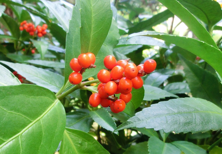Bài thuốc chữa viêm nhiễm: Bạn chỉ cần sắc cây sói rừng tươi lấy nước cho người bệnh uống. Ảnh: Blog.goo