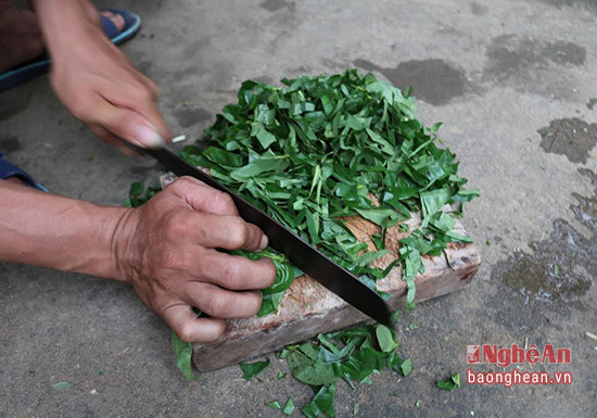 Chế biến bài thuốc chữa gout: lá trầu không chọn loại lá bánh tẻ, không quá già cũng không quá non đem rửa thật sạch rồi thái nhỏ. Ảnh: Báo nghệ an.