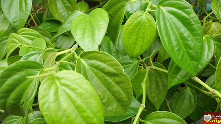 Lá trầu không được xem là vị thuốc kháng viêm, giảm đau rất tốt. Còn nước dừa là chất hòa tan có thể hỗ trợ cho quá trình chiết xuất các hoạt chất chữa bệnh trong lá trầu không vì thế đây là sự kết hợp rất hoàn hảo để chữa bệnh. Ảnh: Youtube.