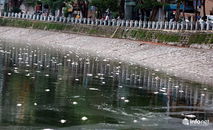 Trước đó, đúng một năm vào ngày này, hồ Hoàng Cầu ghi nhận lượng cá chết trắng hồ khối lượng lên tới hơn 40 tấn. Ảnh chụp tại hồ Hoàng Cầu năm 8/6 2016.
