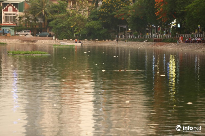 Đến cuối giờ chiều, khu vực đường Mai Anh Tuấn càng nhiều cá chết trôi dạt vào bờ.
