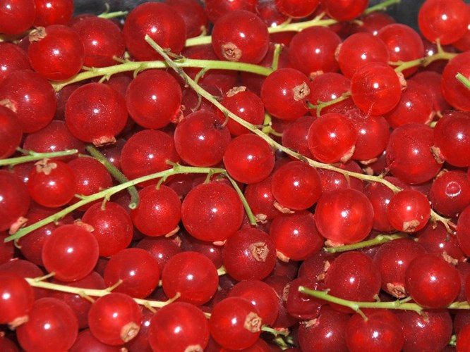 Giống Red currant được xem là một cây trồng có năng suất cao và dễ canh tác. Năng suất của nó thậm chí còn cao hơn so với sản lượng của nho đen.