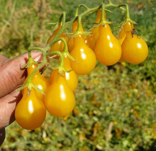 Đây là một loại cây trồng dễ chăm sóc, năng suất cao, nhanh được thu hoạch.