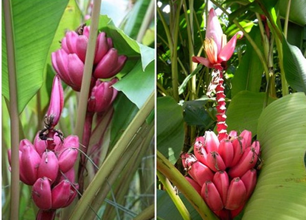 Ngoài trồng lấy quả, chuối tím có thể trồng làm cảnh khá đẹp vì màu sắc của hoa và trái rực rỡ, hút mắt.