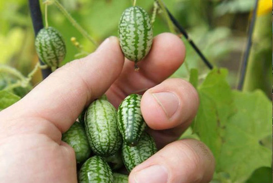 Tuy không còn xa lạ với châu Âu nhưng giống dưa hấu tí hon mới được du nhập vào Việt Nam thời gian ngắn gần đây. Phần ruột của quả dưa này không có màu đỏ mà là màu xanh nhạt, nhỏ bằng đầu ngón tay, ăn giòn mát như dưa chuột.