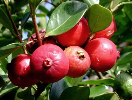 Giống ổi màu đỏ tươi bắt mắt có nguồn gốc từ Brazil, rất được ưa chuộng trên thị trường.