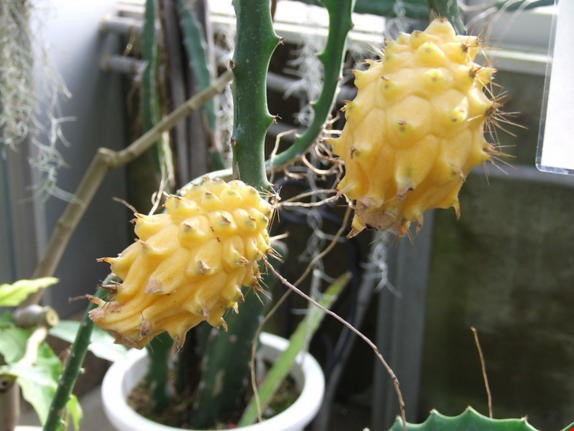 Trái cây này có nguồn gốc từ châu Mỹ, nhưng lại được trồng nhiều nhất ở các quốc gia Đông Nam Á, trong đó có Việt Nam, kể từ khi nó được giới thiệu qua các thương nhân châu Âu.